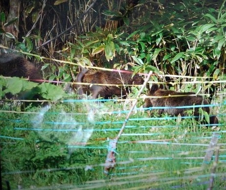 【クマ速報】札幌市西区西野 公園内で“大きめのクマ”1頭 4～5月に親子グマが出没していた付近