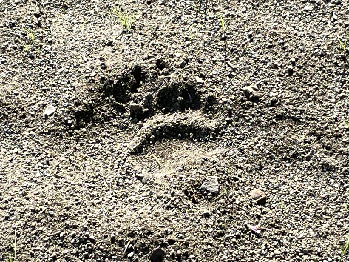 クマの足跡とみられる痕跡（西野すみれ公園）