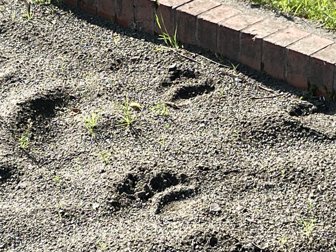 クマの足跡とみられる痕跡（西野すみれ公園）