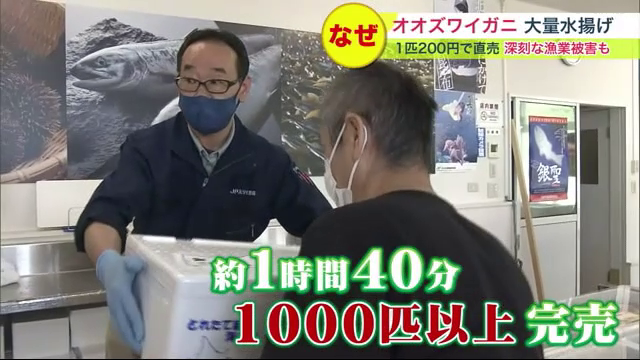 1000匹以上も完売