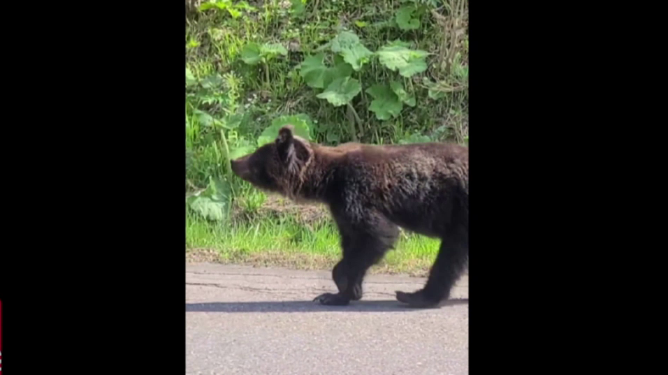 道路を悠々と歩く1頭のクマ