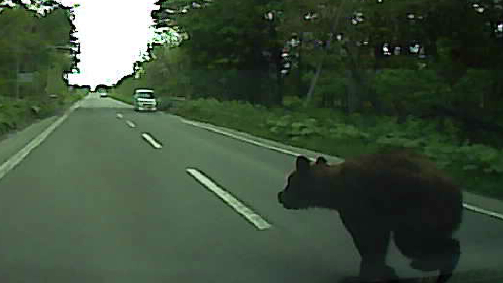 走行中の車と衝突したクマも
