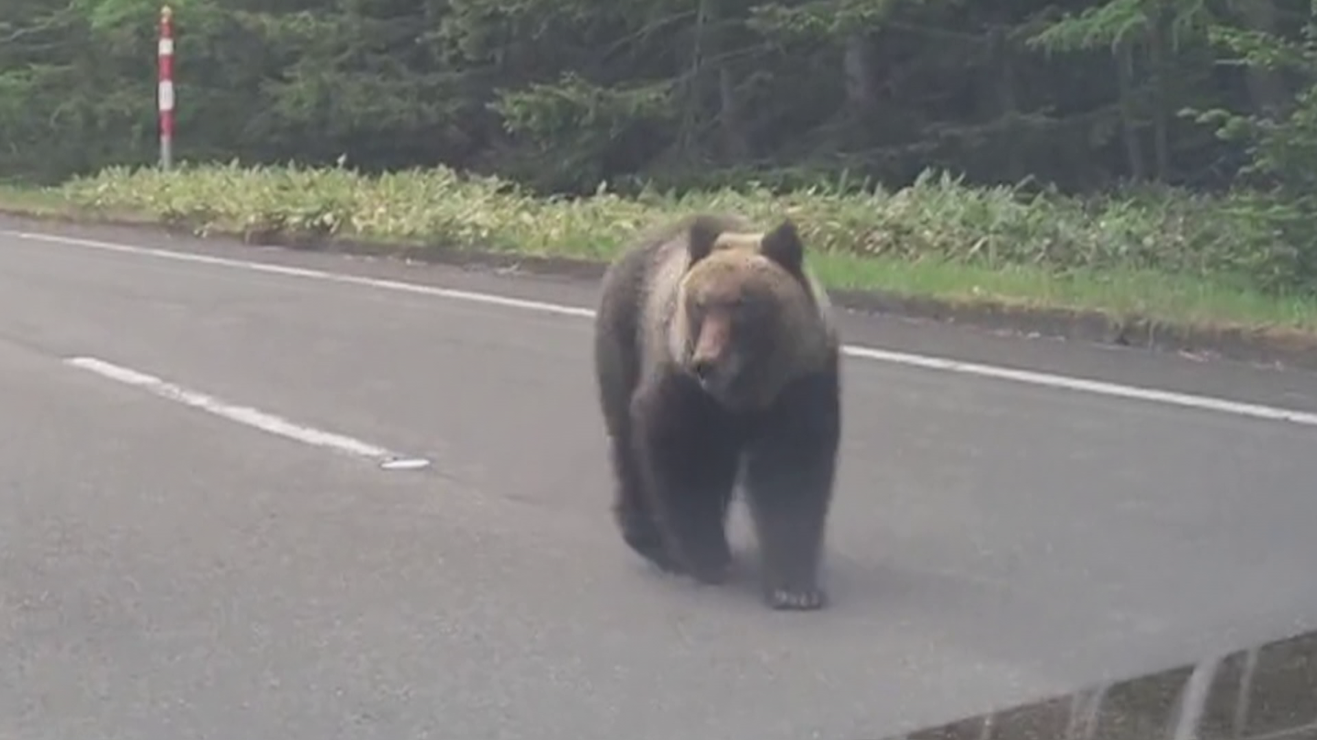 車のすぐ横まで近づく1頭のクマ