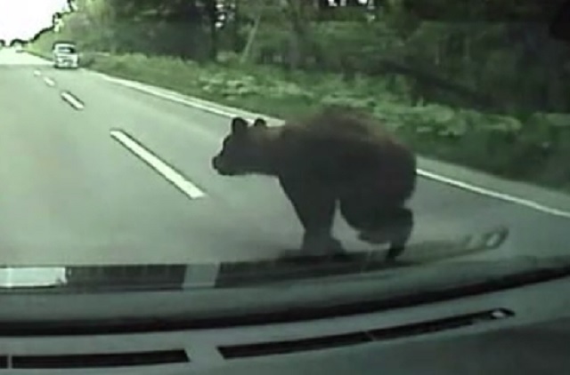 車と衝突したクマ（5月23日　撮影：視聴者）
