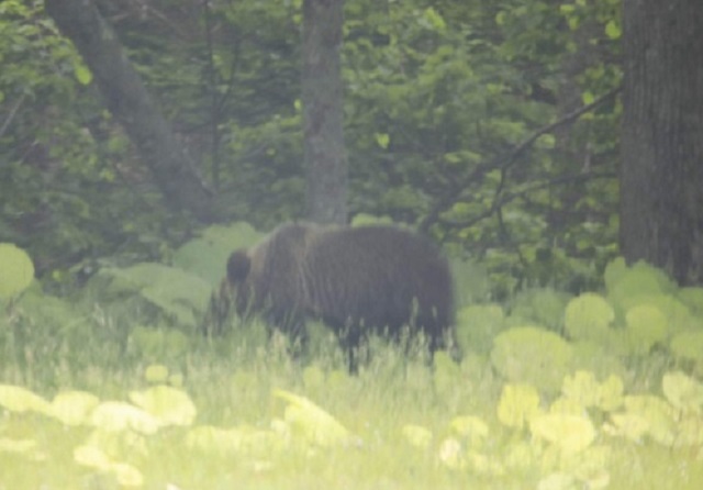 6月16日に阿寒湖温泉で目撃されたクマ　撮影：山下拓真さん