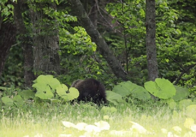 6月16日に阿寒湖温泉で目撃されたクマ　撮影：山下拓真さん