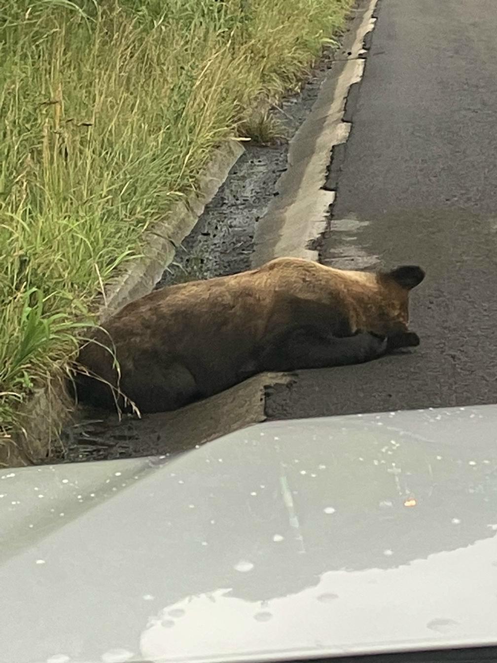 高速道路で発見されたクマの死骸（提供 ネクスコ東日本北海道支社）