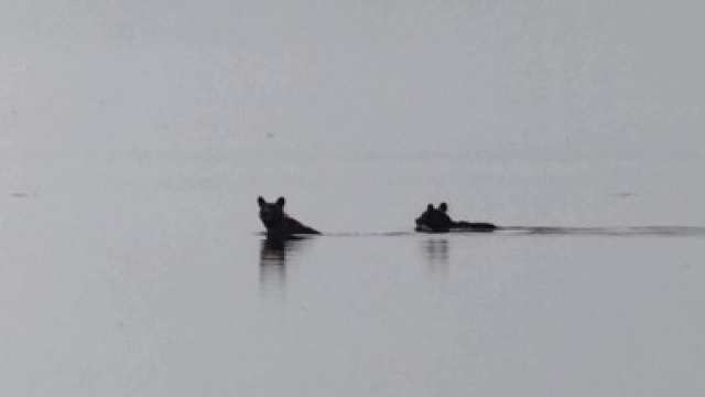 湖を泳ぐ２頭のクマ