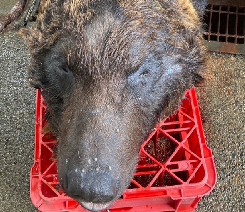 「まさかOSO18とは思わなかった」"忍者グマ" ジビエ料理店で普通の熊肉として食べられていた…"オソ"と判明しビックリ