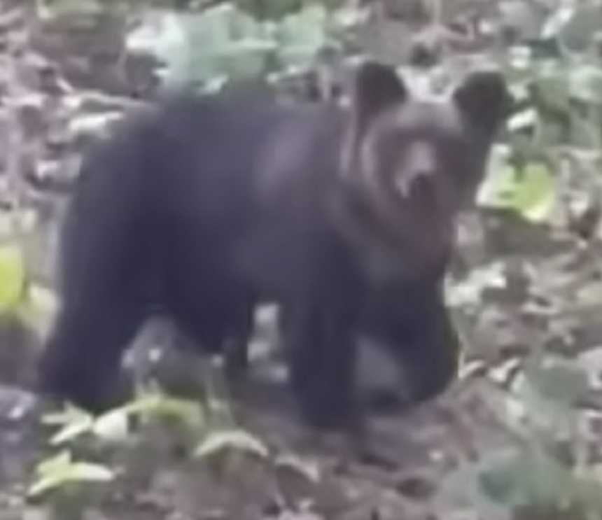 OSO18の恐怖再び…養鹿場でエゾシカがヒグマに襲われ死ぬ 引きずる姿が目撃…地元・根室市は