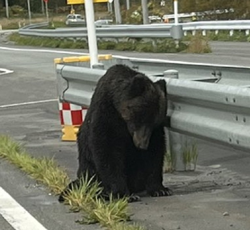 道路わきにへたり込むクマ