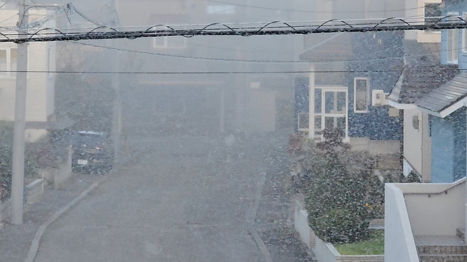 住宅街でも大量発生。まるで吹雪のよう