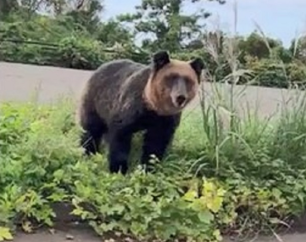 北海道・松前町で撮影されたヒグマ（10月29日　撮影：視聴者）