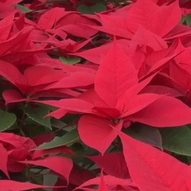 “クリスマス”まであと2週間 ムード一層高める『ポインセチア』出荷最盛期 赤・オレンジ・黄色と色付き良く株も大きく出来栄え良い…新千歳空港ロビーに展示