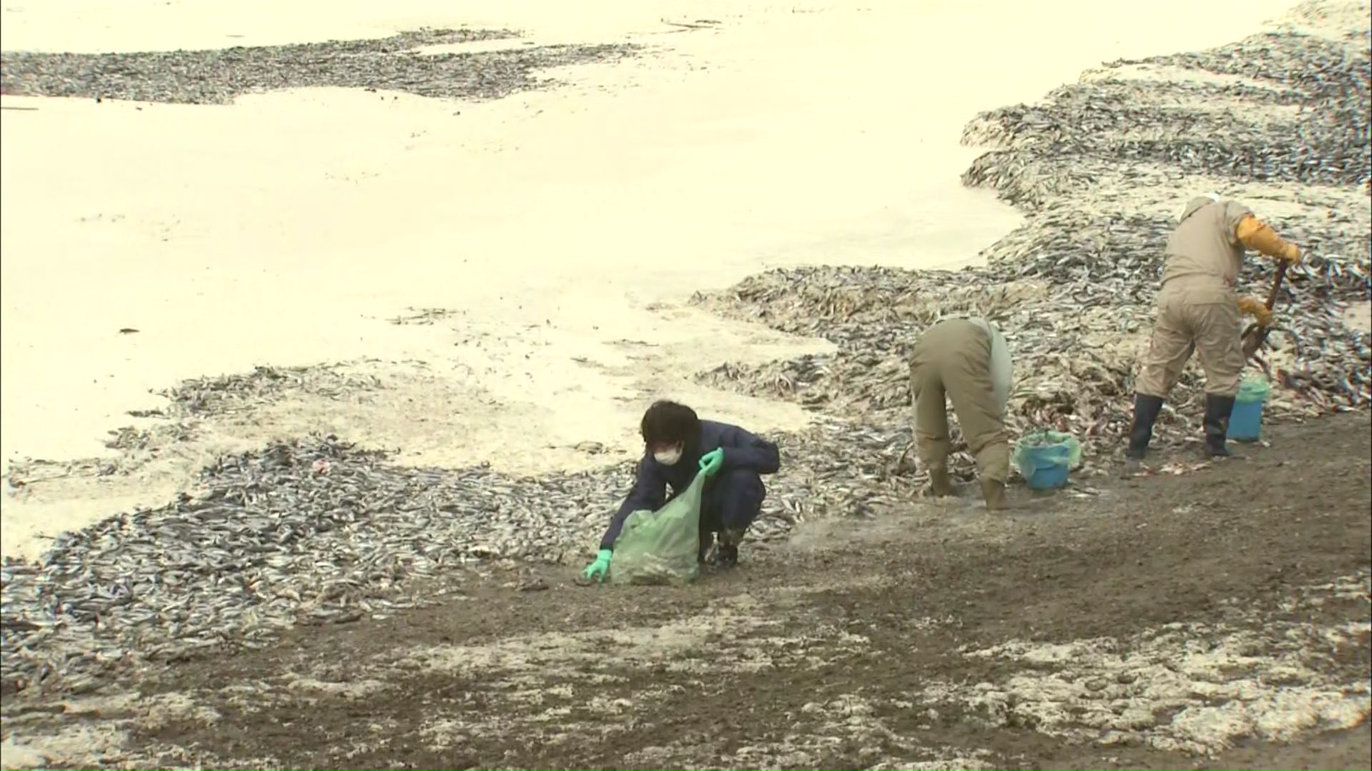 函館の海岸に大量のイワシ 手作業で回収 3日間で約90トン回収 しかし作業は道半ば 住民「臭いが来ている」 12日から重機投入を検討
