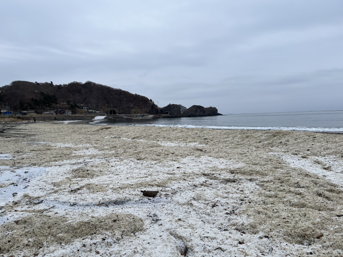 大量のイワシの骨とうろこが打ち上がった海岸（函館市浜町）