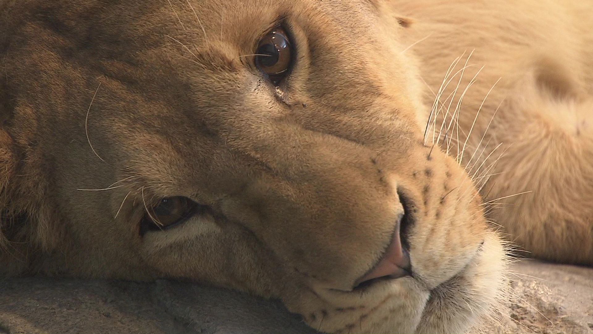 ライオン “実はメス” だった… 札幌市円山動物園 生後20日で触って判定も「たてがみが成長しない」→遺伝子検査で判明 北海道