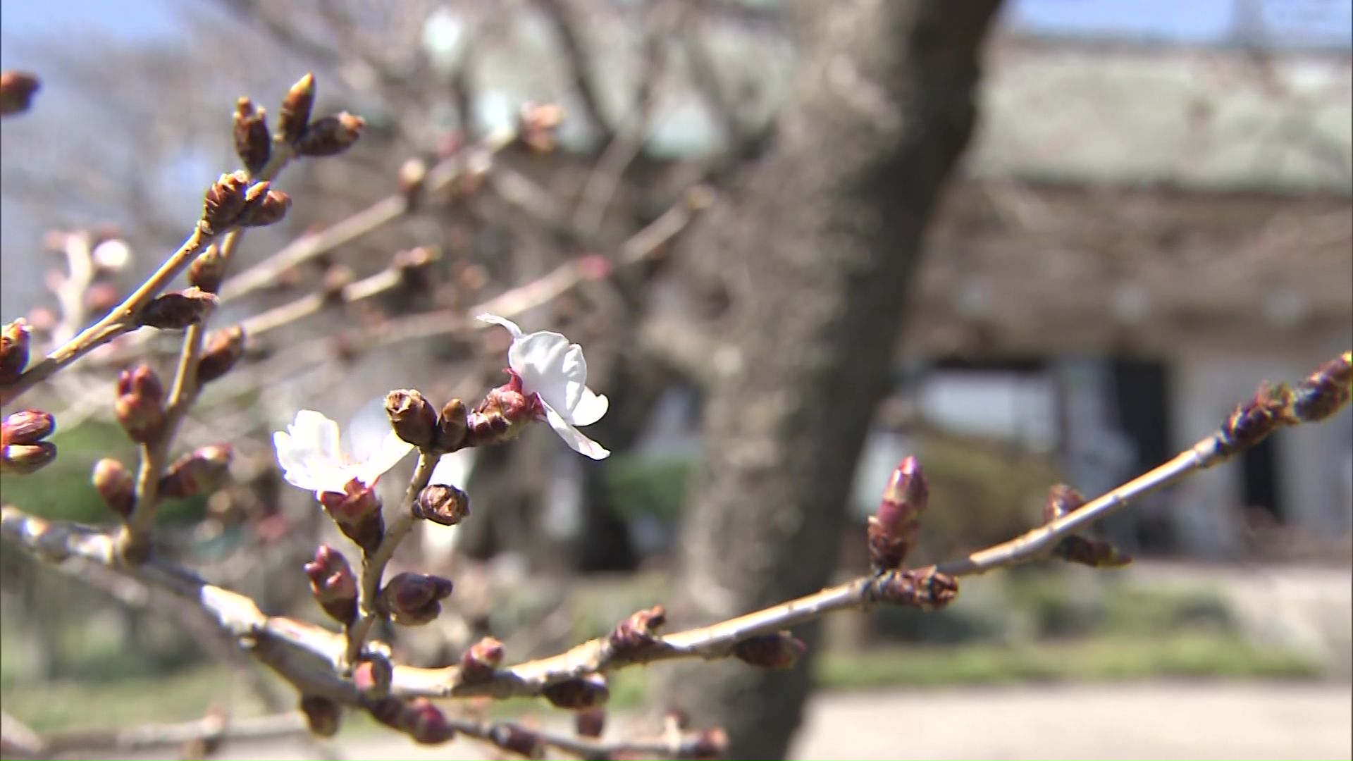 松前町では早咲きの桜が開花