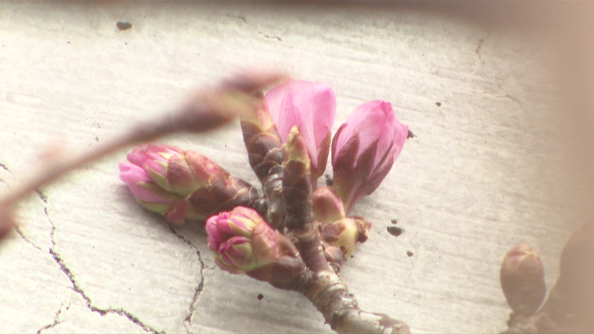 寒さにも負けず花を咲かせているものも