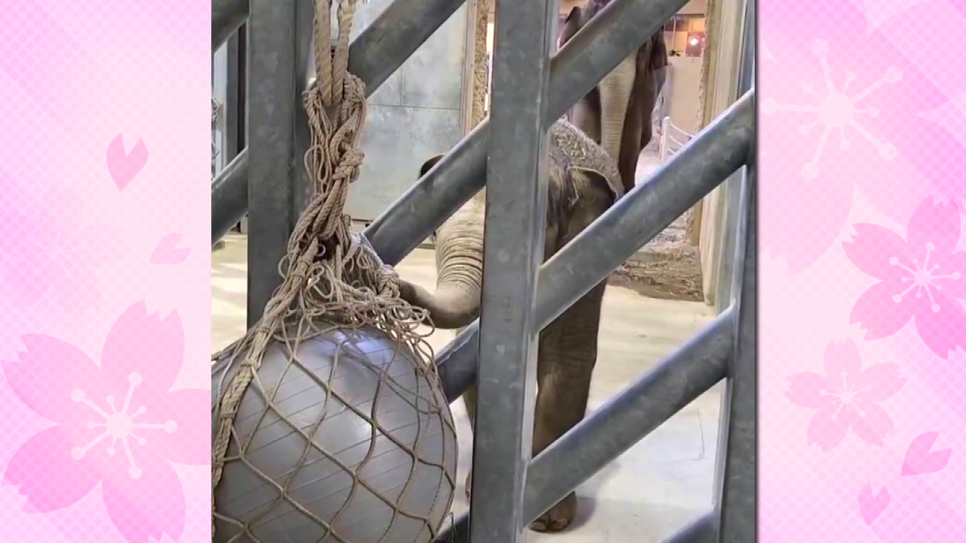提供 札幌市円山動物園