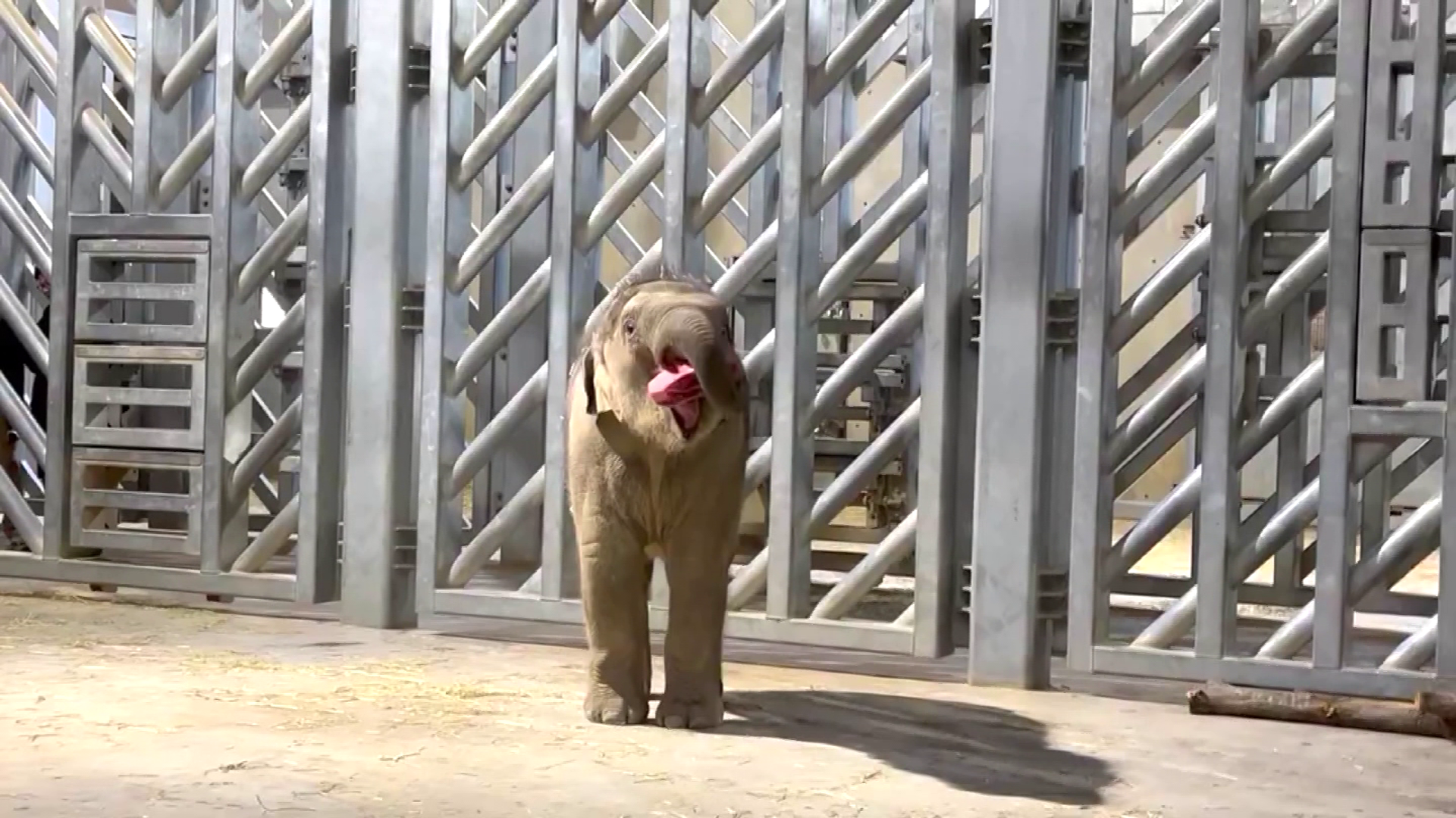 提供 札幌市円山動物園
