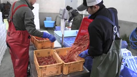 ここ数年、漁獲量が減り続けている日本海側の「甘エビ」