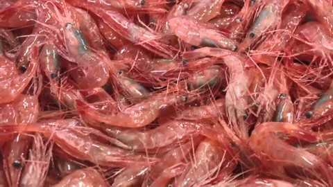 甘くとろけるようなおいしさの「甘エビ」だが…