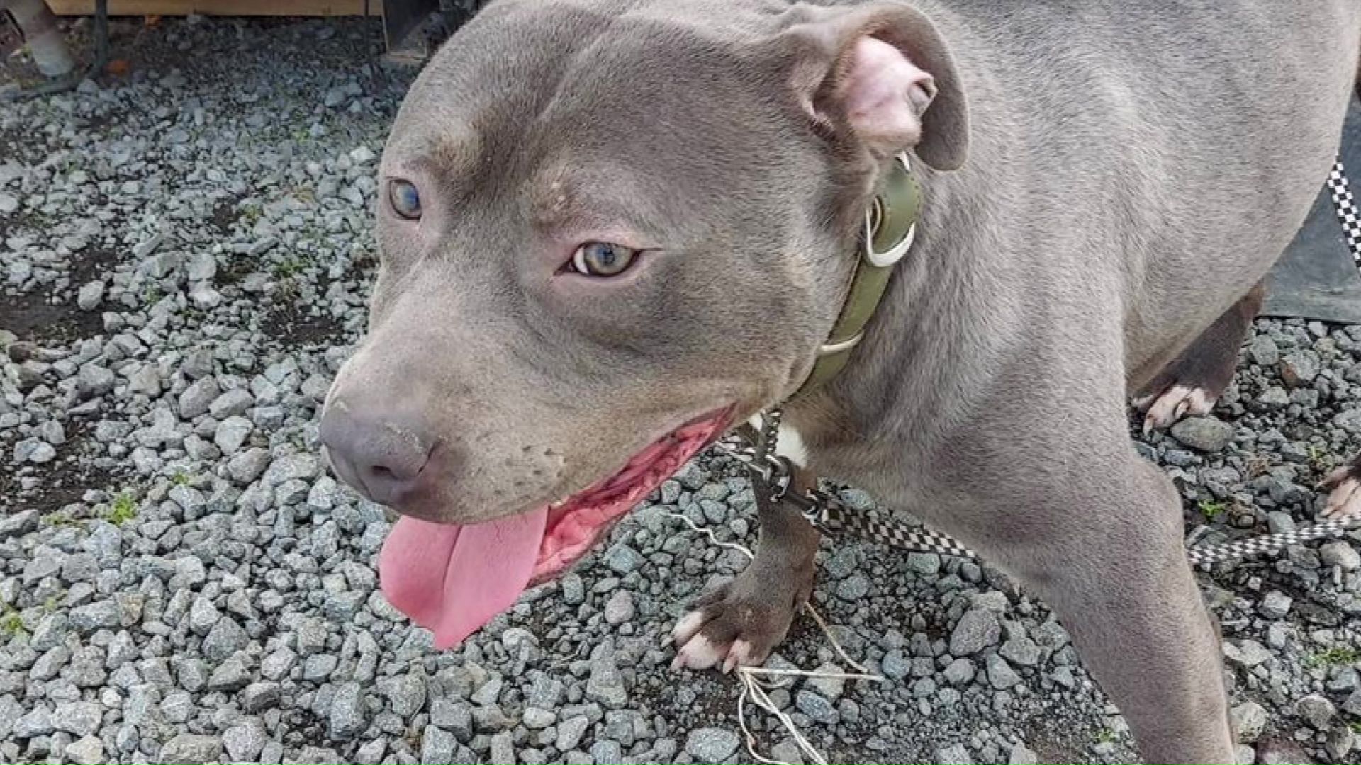 逃げ出した大型犬 名前は「ボス」
