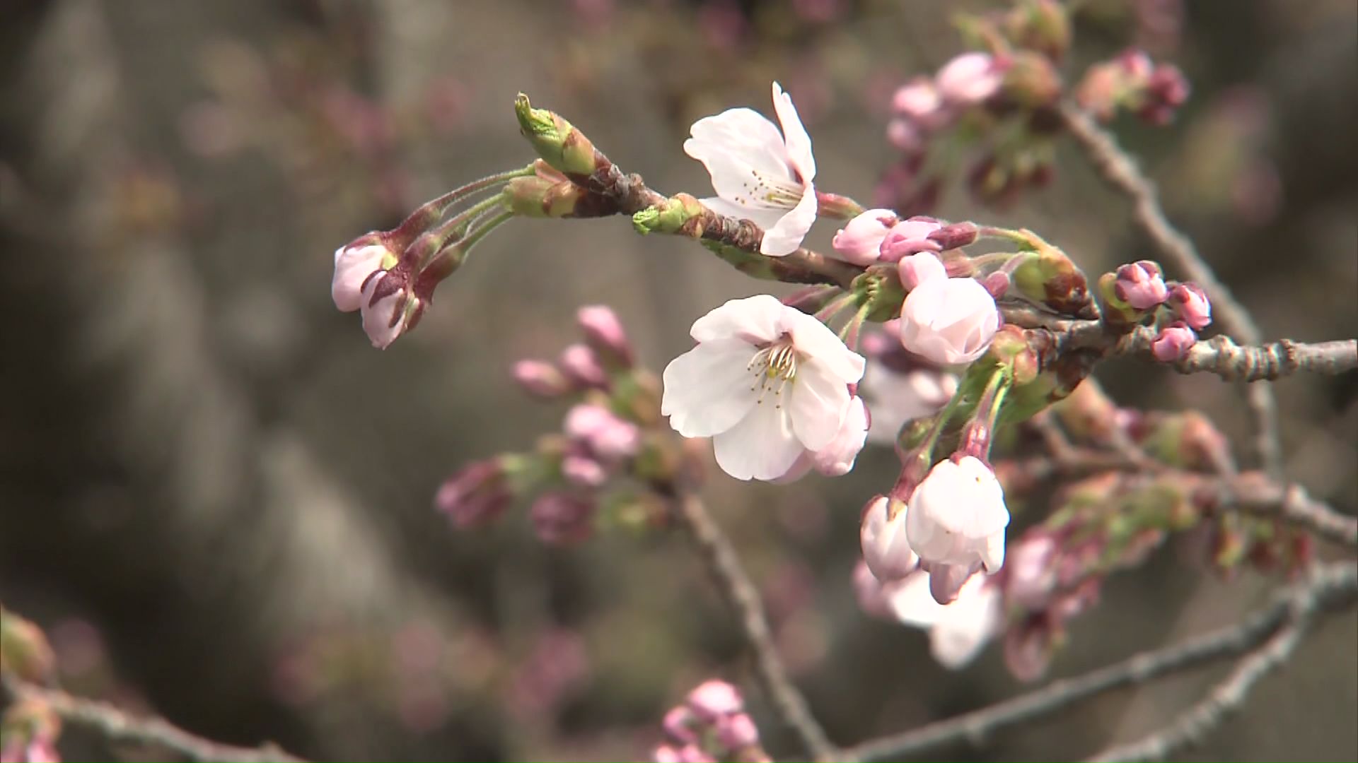 標準木で花が10輪以上咲いているのを確認