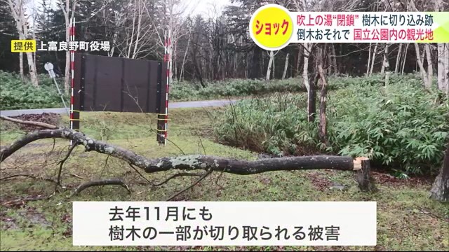 去年11月にも樹木が切り取られる被害（提供：上富良野町役場）
