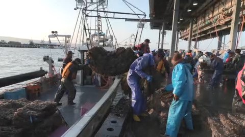 稚貝が入ったカゴが次々と引き揚げられる