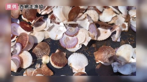 去年ホタテの稚貝が大量死（提供：西網走漁協）