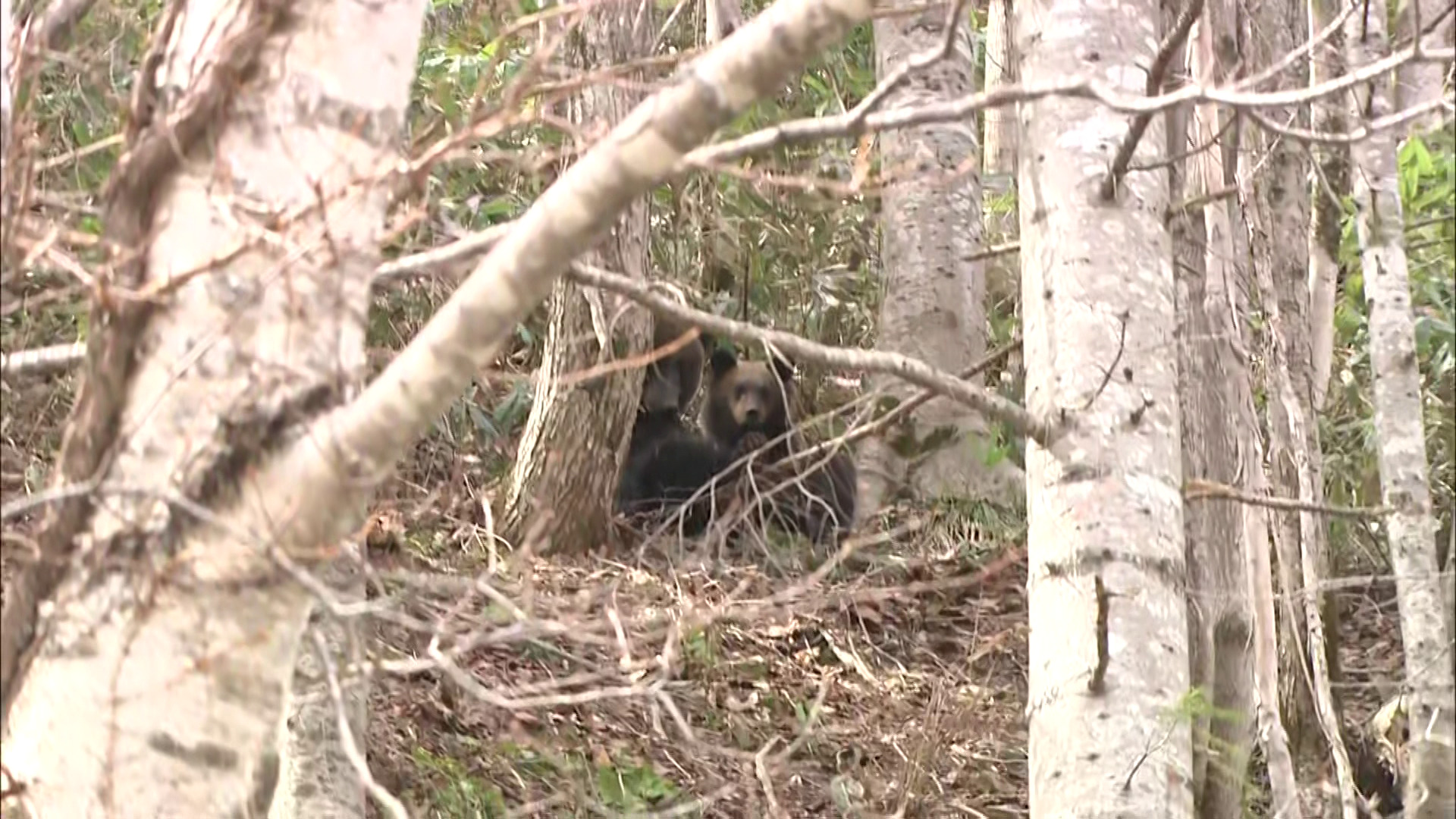 2頭の親子グマ