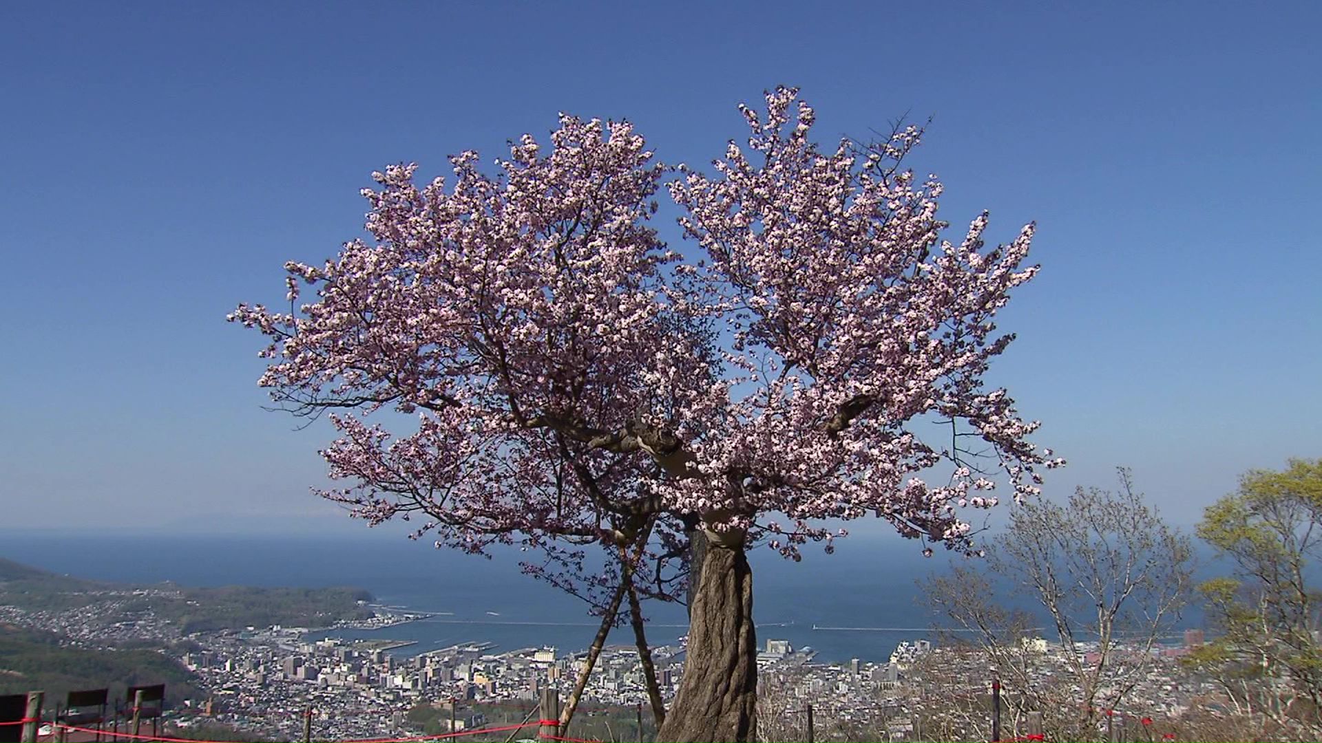 天狗桜