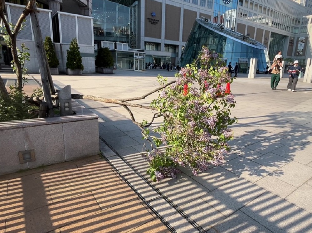 木が倒れた現場（JR札幌駅南口）