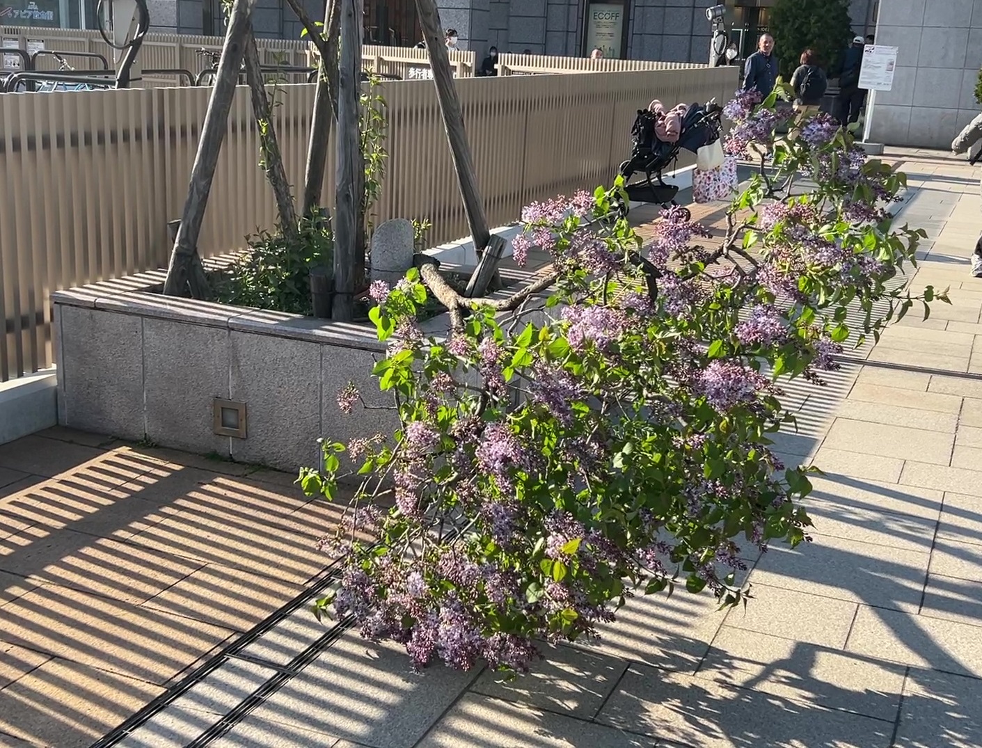 木が倒れた現場（JR札幌駅南口）