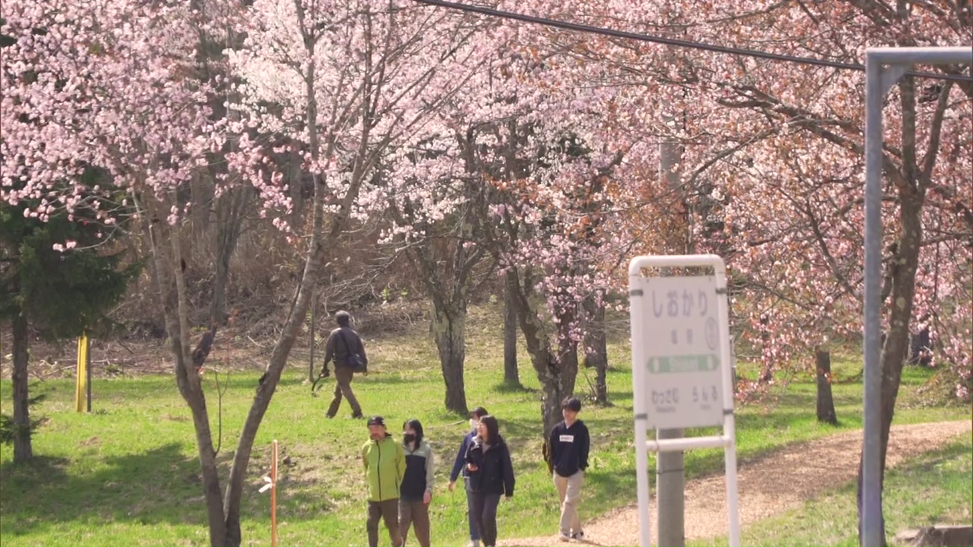 塩狩峠のサクラ