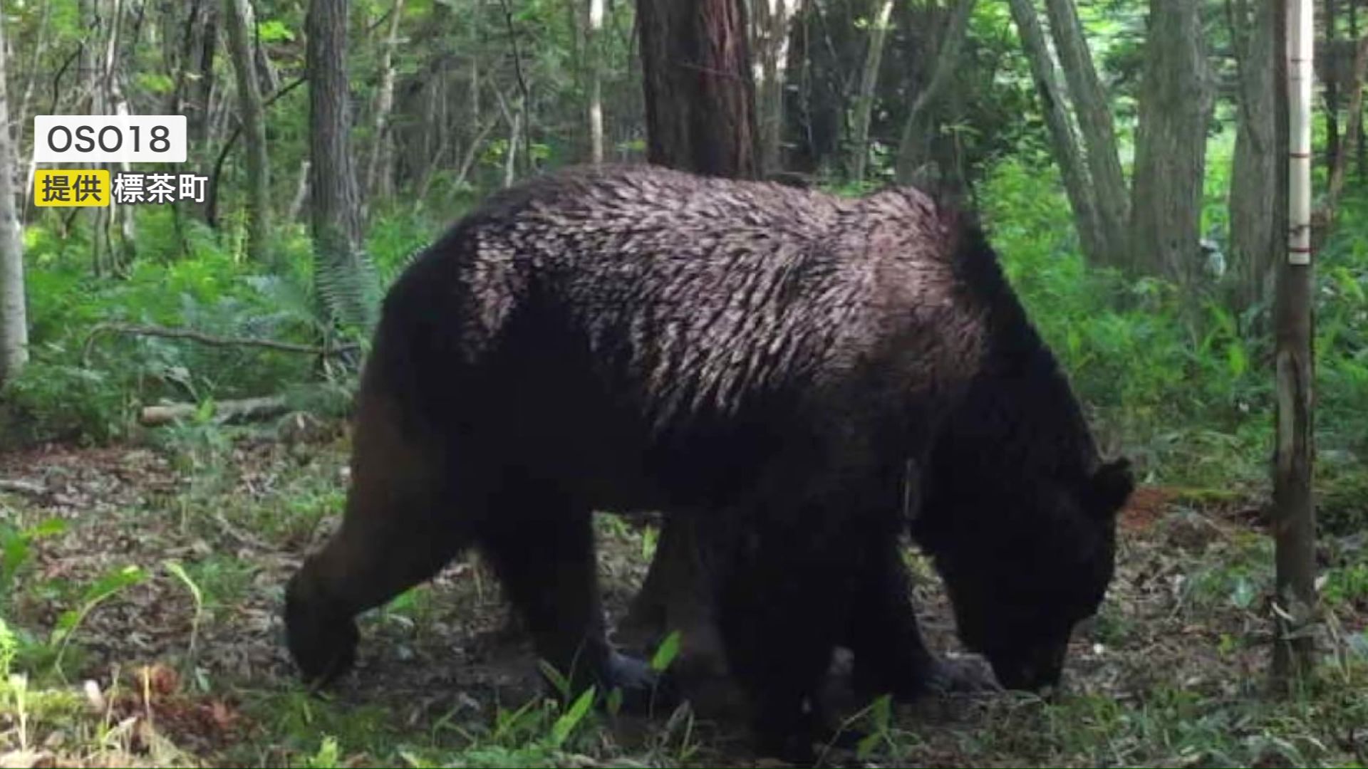 忍者グマ「OSO18」駆除したばかりなのに…また“牛襲いクマ”出現 不安広がる 子牛8頭襲撃 4頭の死骸 わずか100メートルの場所には民家が 箱わなで駆除を検討 北海道別海町
