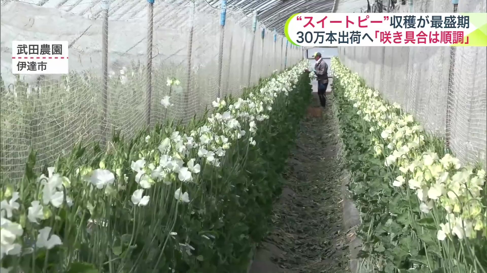色は白が一番人気