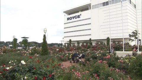ロイズタウン工場の敷地内にあるローズガーデン
