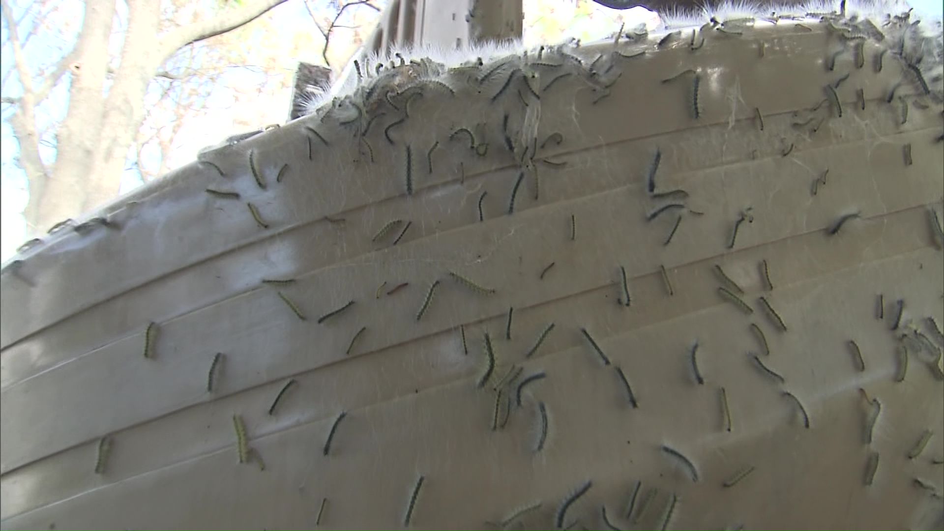 大量発生に困惑