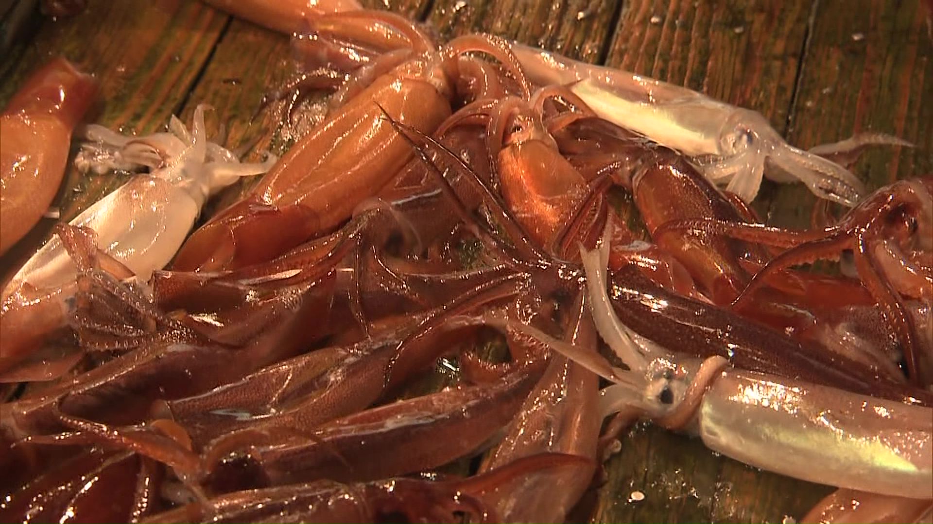 函館名物のスルメイカ