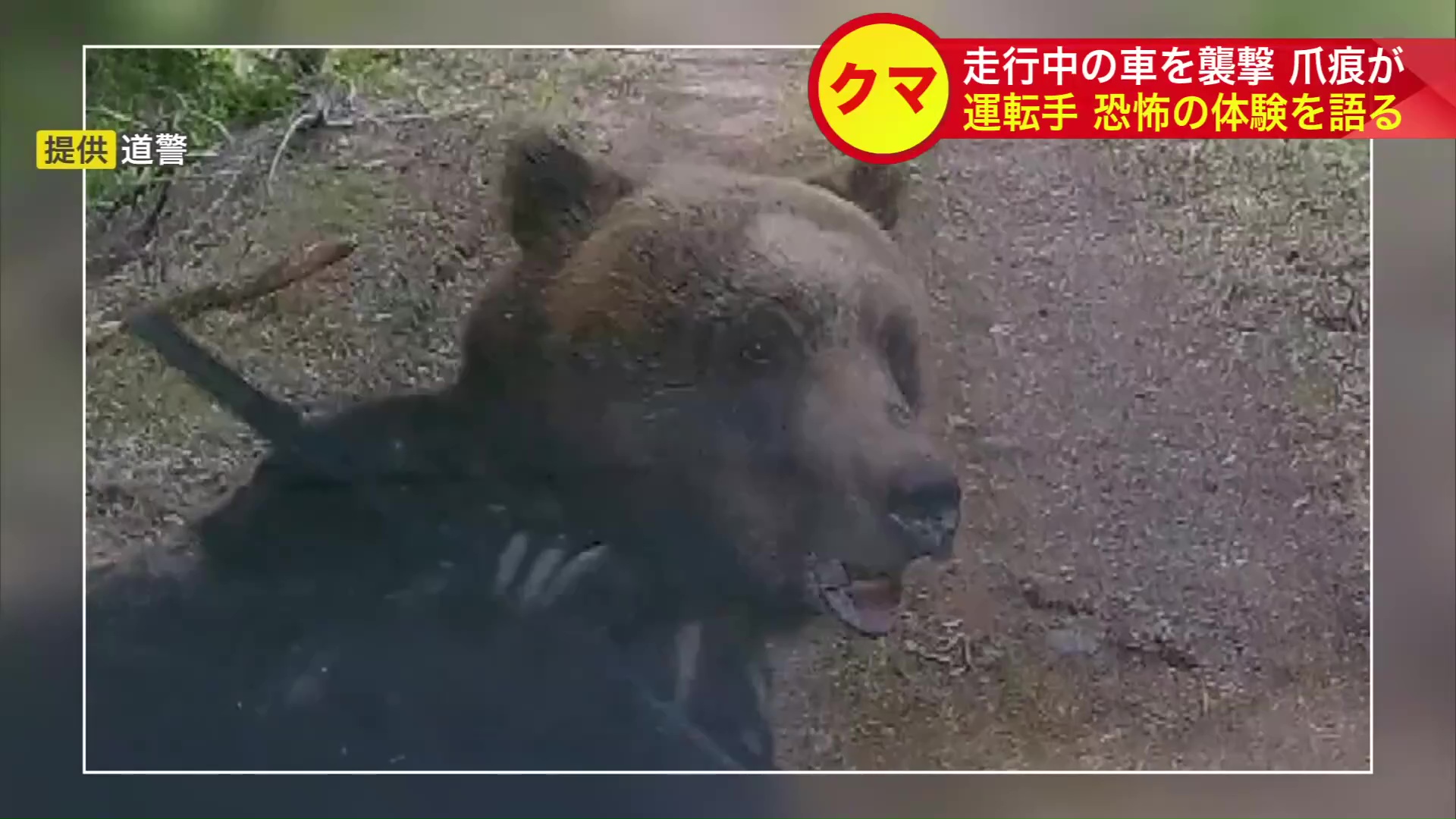 4月に根室市で車を襲ったクマ