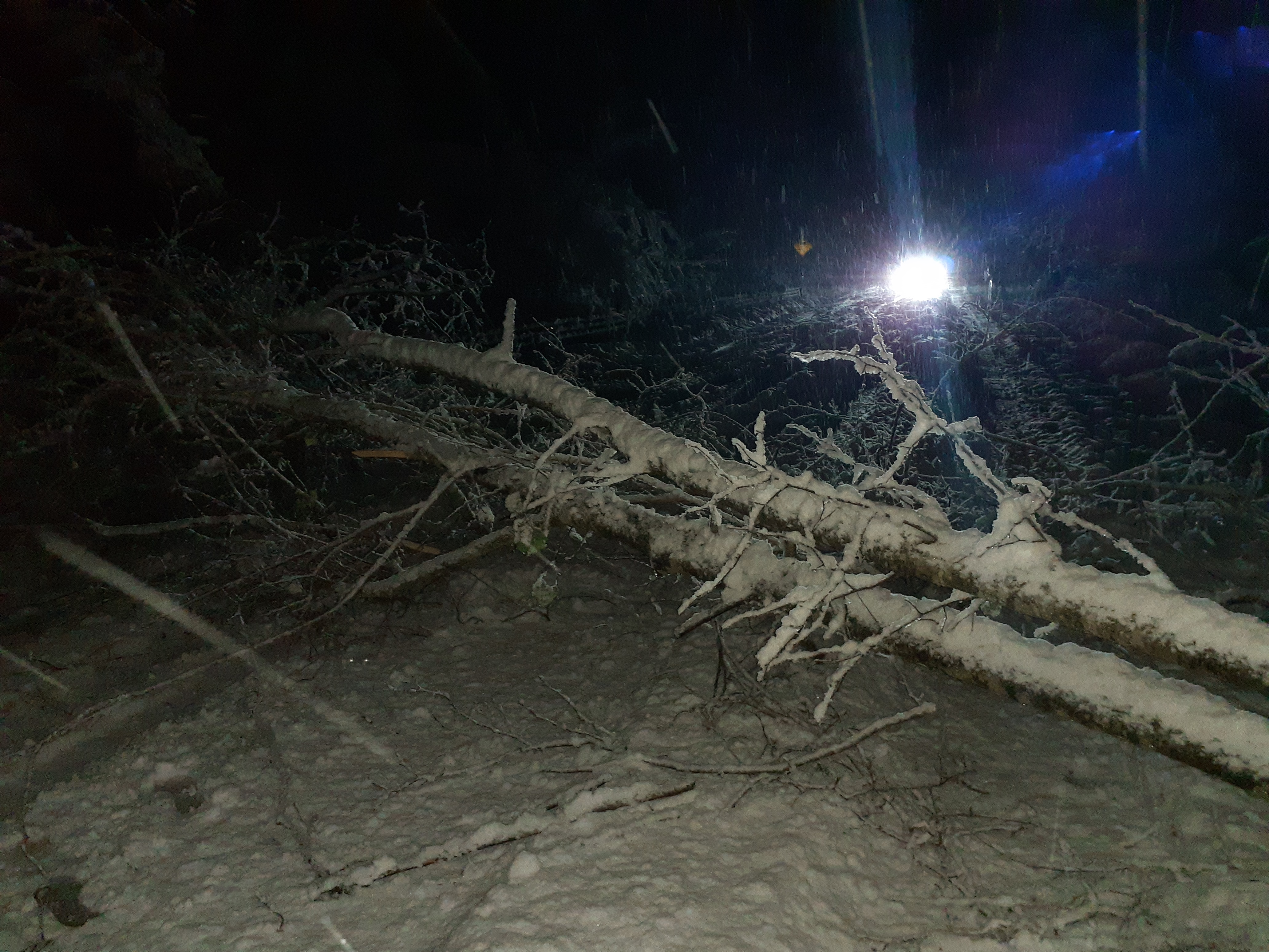 千歳市の倒木…雪の重みで倒れたか(撮影:視聴者)