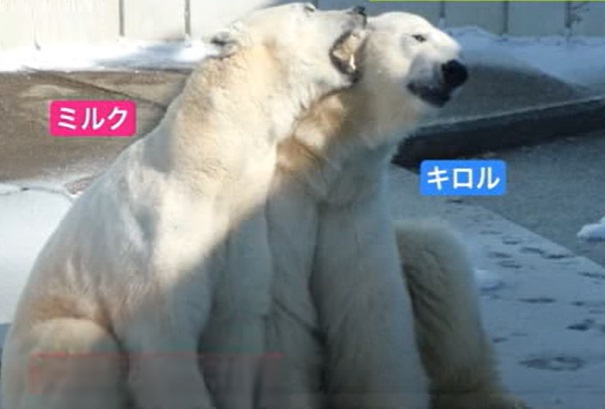 キロルとミルク(提供:釧路市動物園)