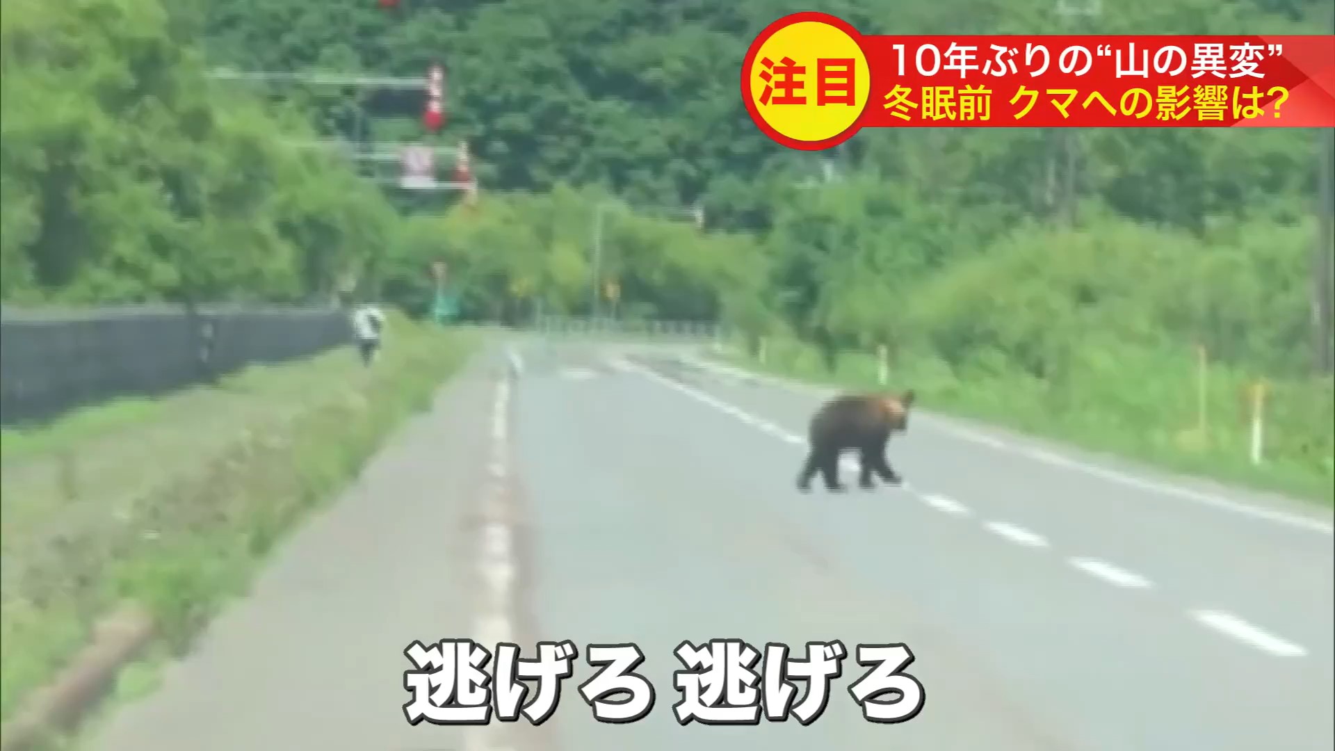 男性を追いかけるそぶりを見せるヒグマ(撮影:hayataku@hayataku2000)