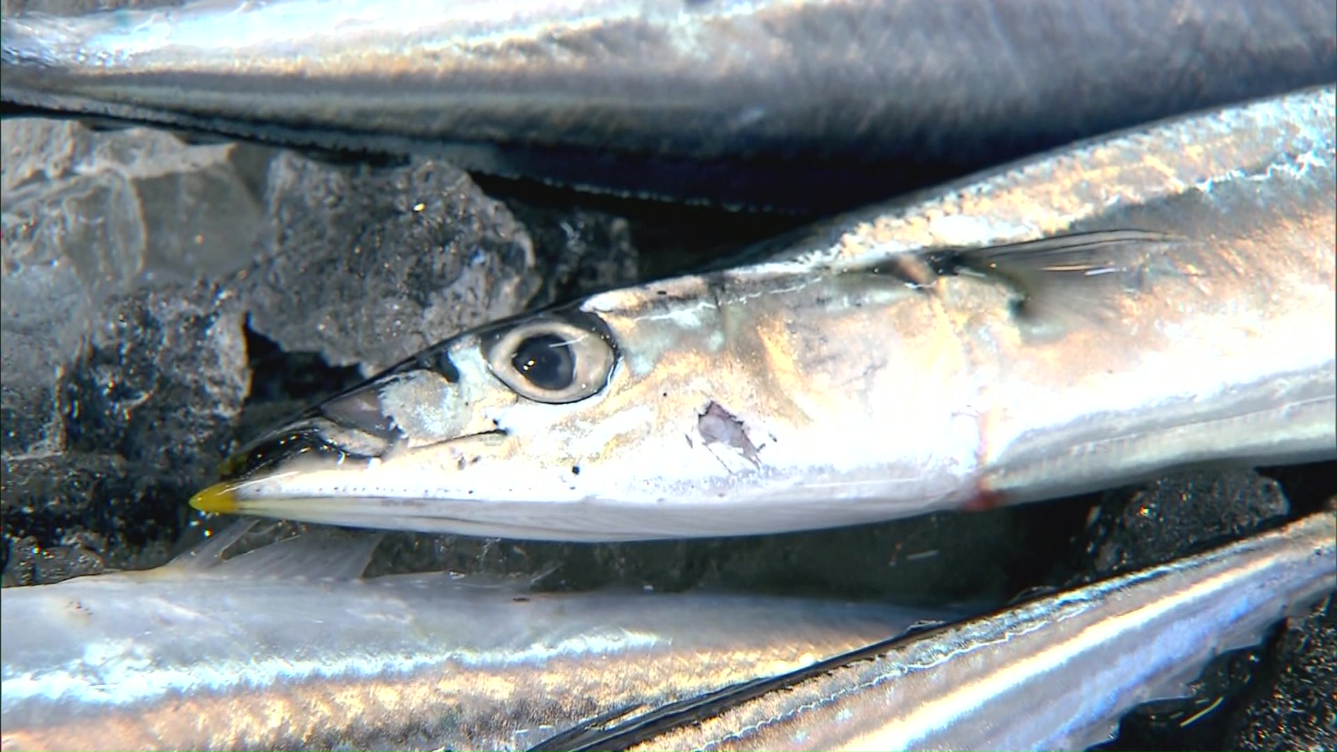 水揚げされたサンマ(資料)
