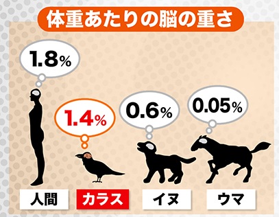 体重あたりの脳の重さ