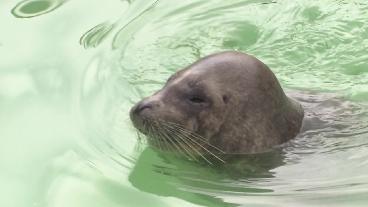 おたる水族館のアザラシ
