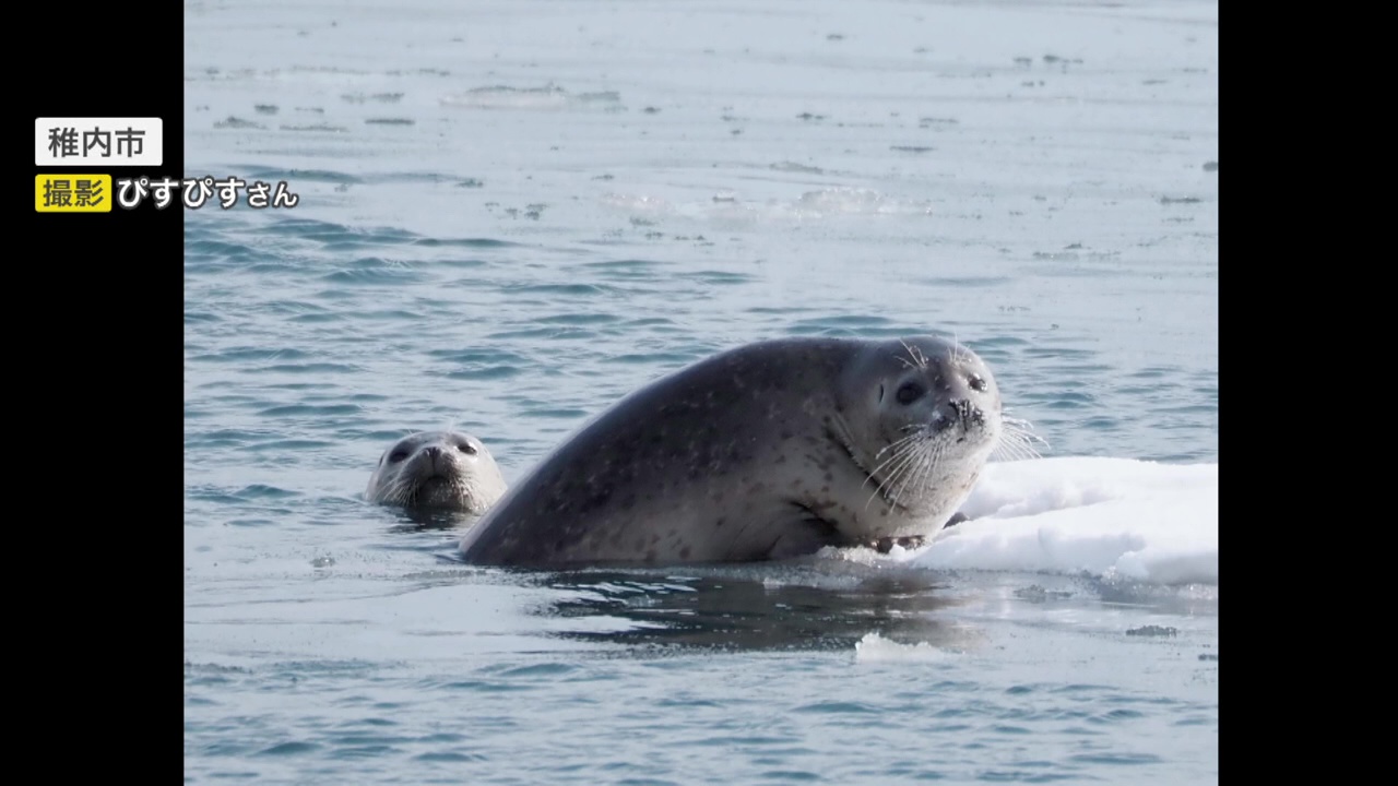 アザラシにハートを射抜かれる